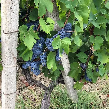La Casa Nel Vigneto